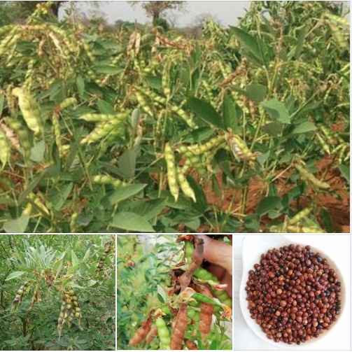 Hạt Giống đậu chiều, đậu săng - Gói 100gram KNS250