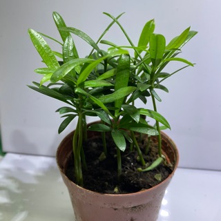 CÂY TÙNG LA HÁN - VẠN NIÊN TÙNG MINI