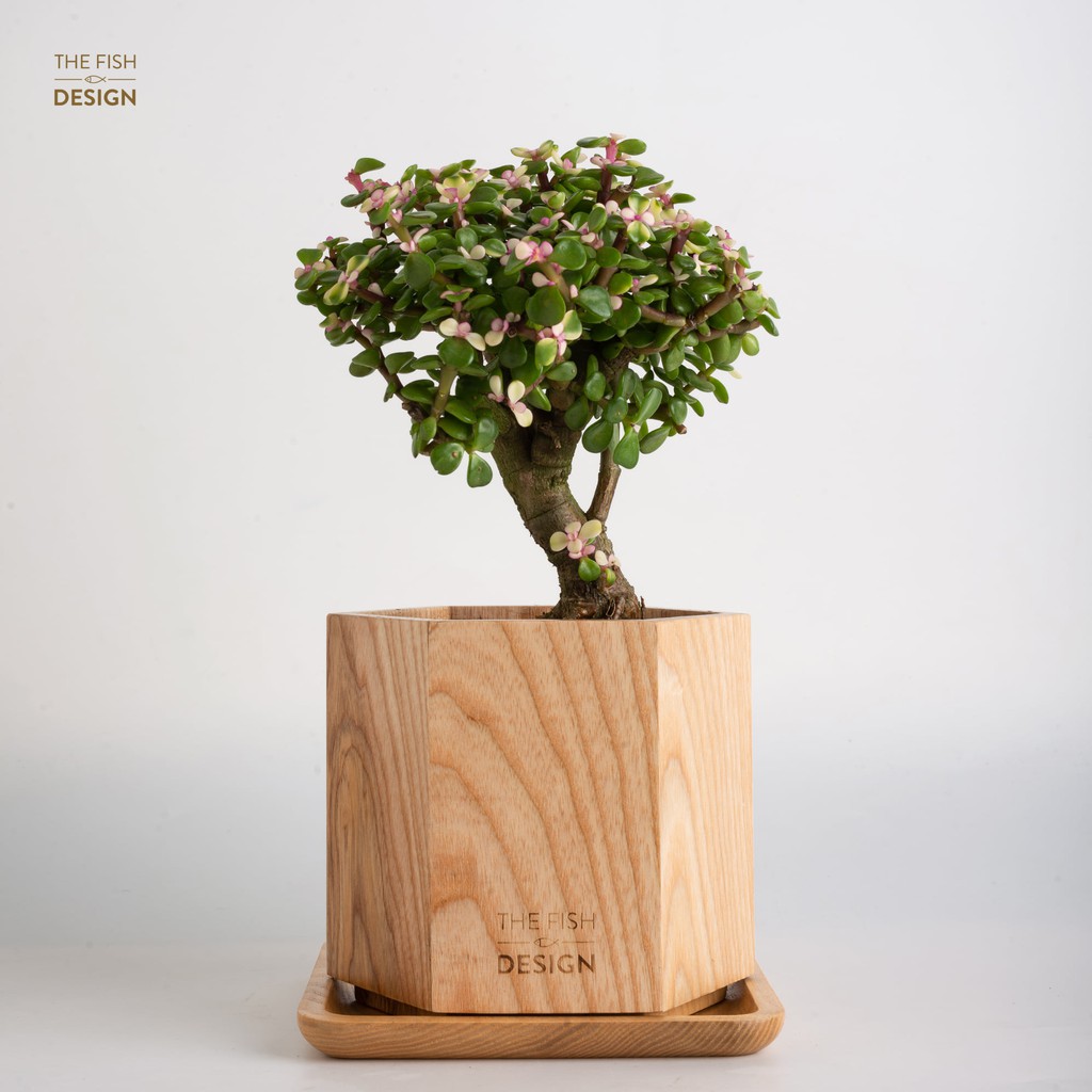 Chậu cây sen đô la hồng bonsai   | THE FISH DESIGN SIZE L (trang trí trong nhà, để bàn làm việc,..