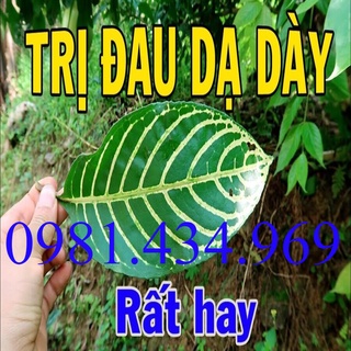 Xăng xê hỗ trợ dạ dày hiệu quả 01kg