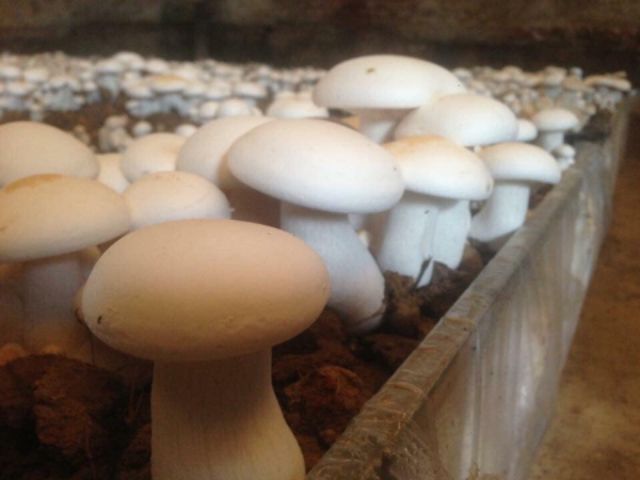 Phôi nấm đùi gà | BigBuy360 - bigbuy360.vn