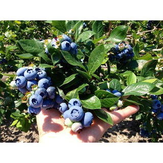 Hạt Giống Việt Quất - 30 Hạt