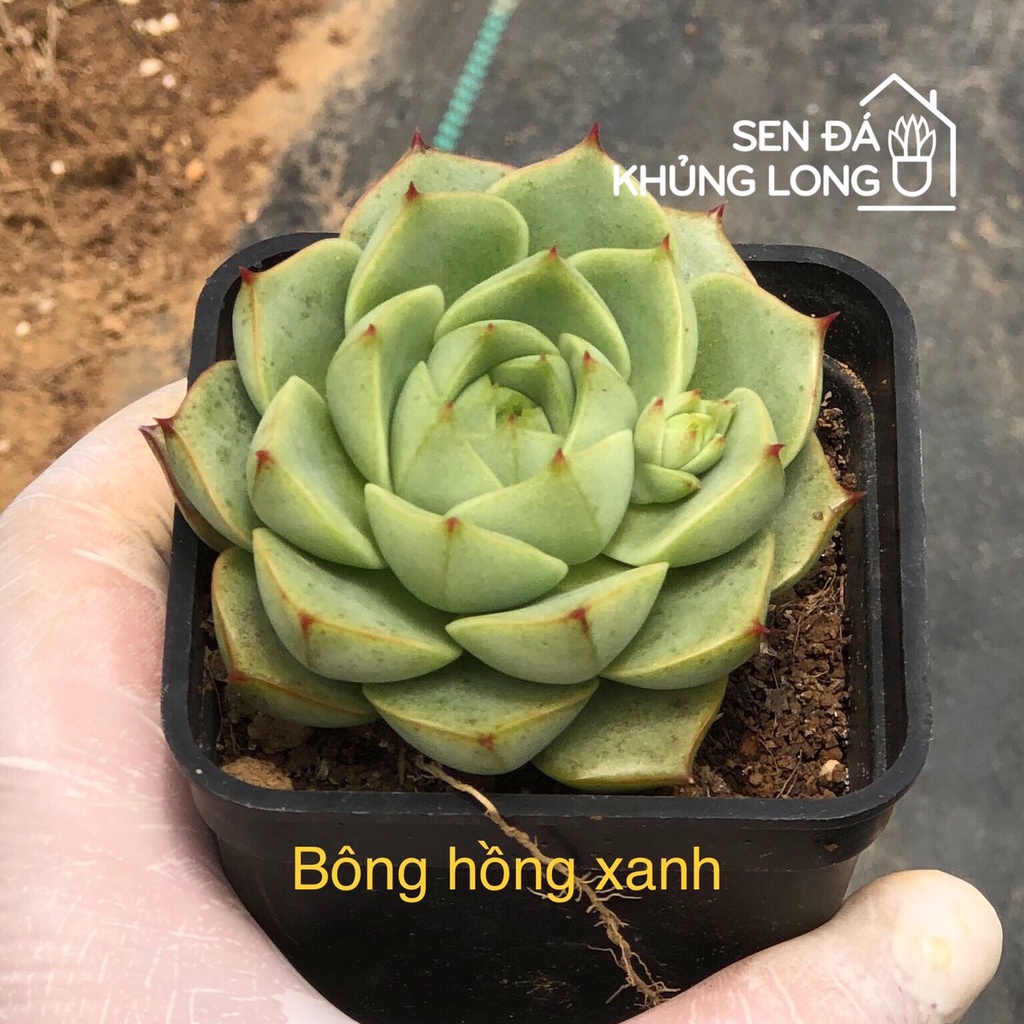 Sen đá bông hồng xanh - echeveria fabiola