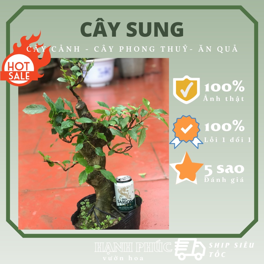 Cây sung nếp cảnh bonsai, cây sung mỹ có trái, sẵn quả, trang trí phòng làm việc, ảnh thật, lỗi 1 đổi 1