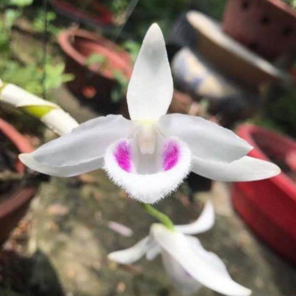 hoa phong lan 5 cánh trắng cấy mô | BigBuy360 - bigbuy360.vn