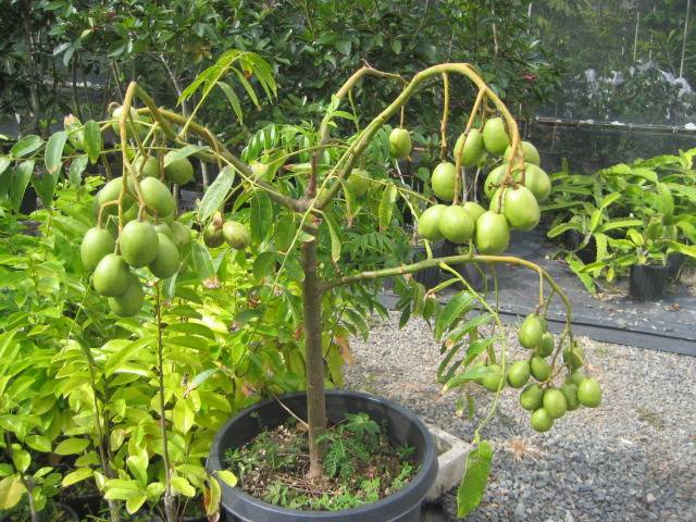 cây Cóc Thái lùn ghép, giống cây siêu sai quả, quả giòn thơm, cho quả sớm (XẢ HÀNG)