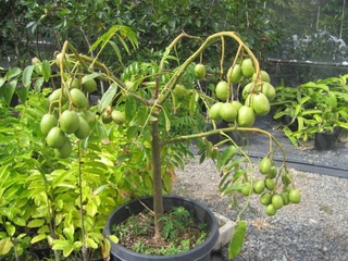 Cây giống cóc thái lan lùn trồng chậu cây đang có hoa