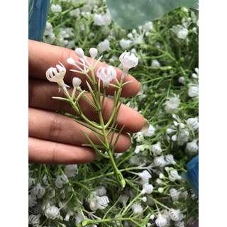 cỏ điểm baby rời 500g