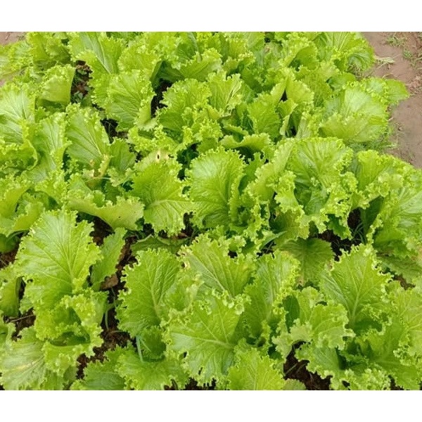Hạt giống Cải bẹ mào gà RD101 (20g)
