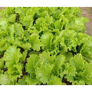Hạt giống cải bẹ mào gà rd101
