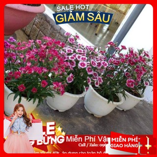Hạt giống hoa cẩm chướng đơn mix - 50 hạt / gói