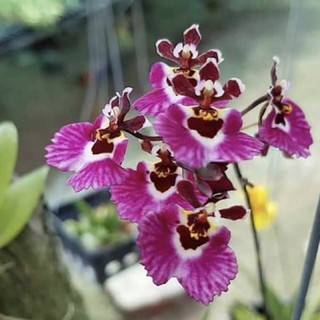 Vũ nữ bút chì cây giống