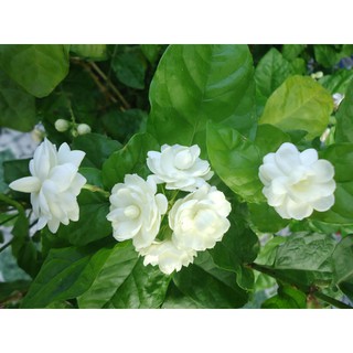 Cây hoa lài ta, cho hoa thơm trang trí sân vườn - Arabian Jasmine - DINH DƯỠNG TỰ NHIÊN Shop