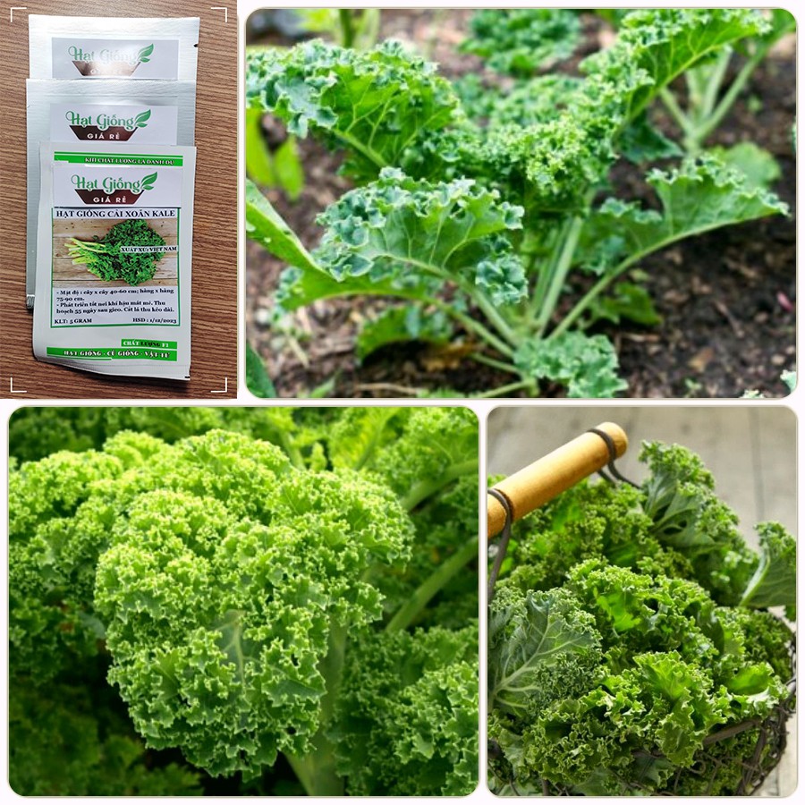 Hạt giống Cải Xoăn Kale - 1450 Hạt