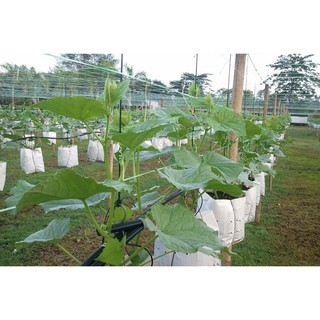 20 túi PE (R20 x H40) trồng cà chua, ớt, dưa lưới loại dày dặn - Chính hãng