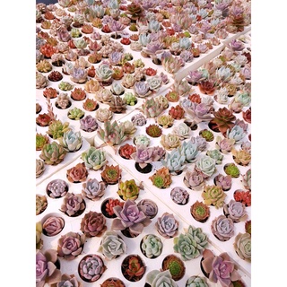 Sen đá mini (size vỉ 3-5cm) hàng vip liên đài, cánh đều 🔥COCO FOREST🔥  dễ trồng, đã thuần khí hậu