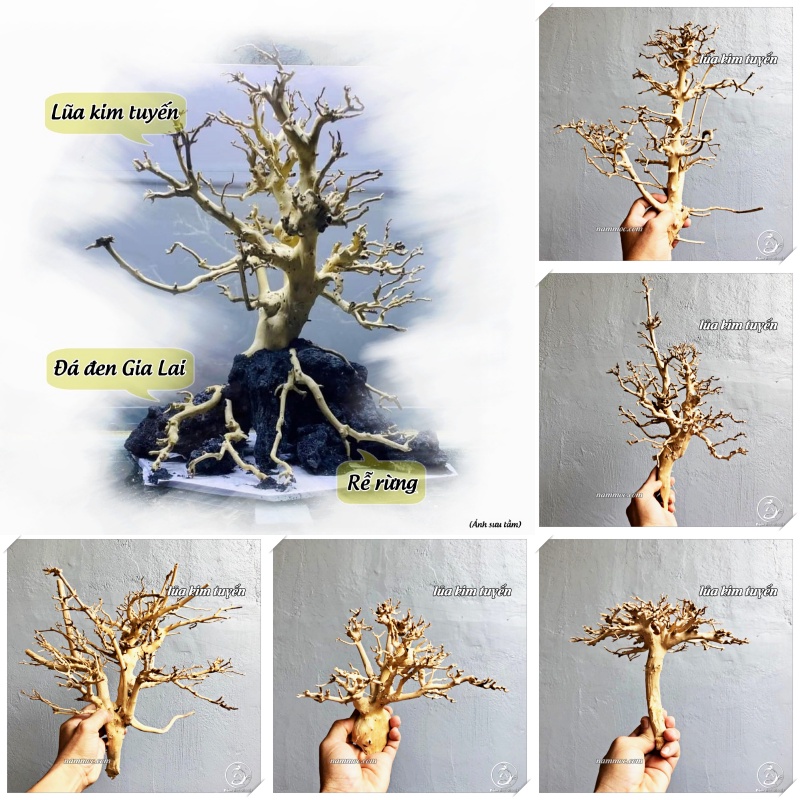 Lũa Kim Tuyến dáng Bonsai Mini | Dùng làm Bonsai - Tiểu Cảnh Sen Đá hoặc Ghép Layout Bể Cá Thuỷ Sinh