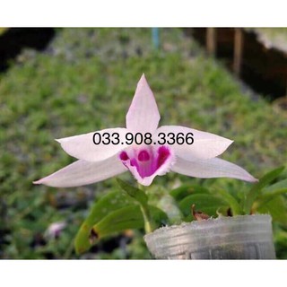 Hoa lan giả hạc ám