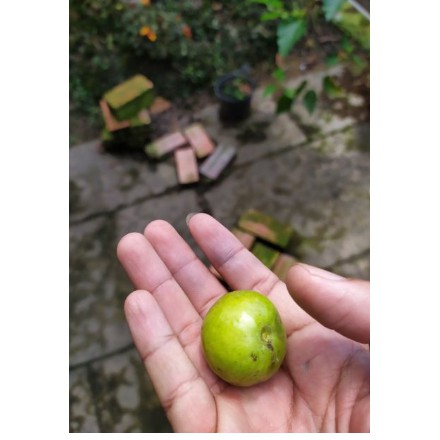 Cây giống Ổi Lá Kim - ổi sẻ  - UtNho