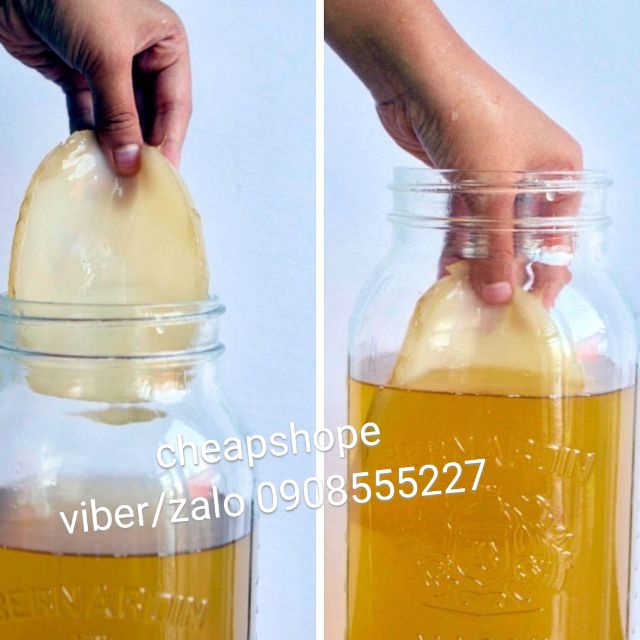 NẤM THỦY SÂM KOMBUCHA (SIZE NHỎ)+ TẶNG KÈM NƯỚC CỐT NGUYÊN CHẤT XỊN XÒ, NẤM KHỎE CHẤT LƯỢNG,