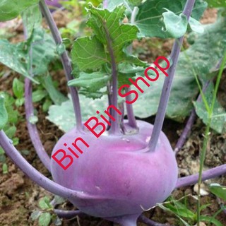 HẠT GIỐNG RAU SU HÀO TÍM