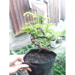 Cây me bonsai