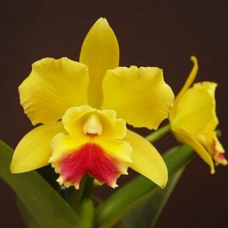 Cát lan cây trưởng thành