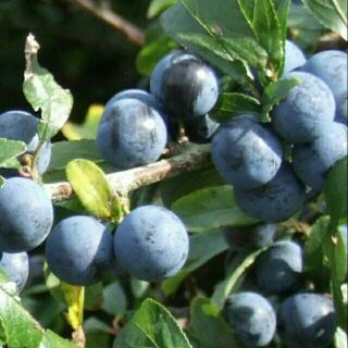 CÂY GIỐNG MẬN ĐƯỜNG ÚC . HÀNG NHẬP KHẨU