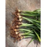 Củ hoa Đỏ Nhung