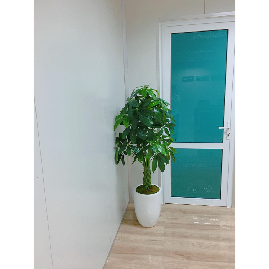 Cây giả - Cây kim ngân trang trí cao 120 cm - LC2348