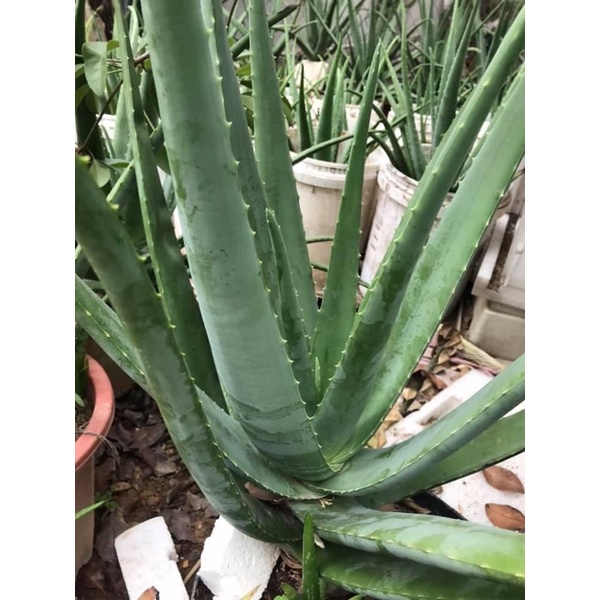 1 kg Bẹ/ lá nha đam Mỹ siêu to