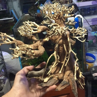 Cây bonsai bể 50-80cm