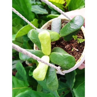 Cẩm cù vuông -  Hoya Square Leaf