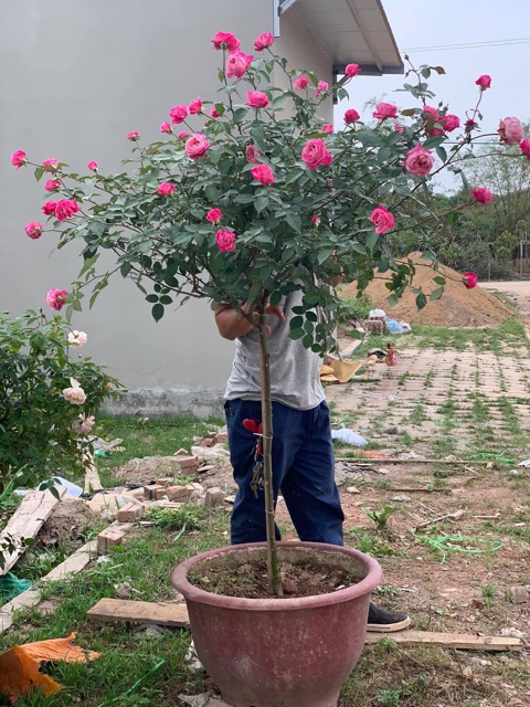 Hồng thân gỗ cành chiết tree sapa