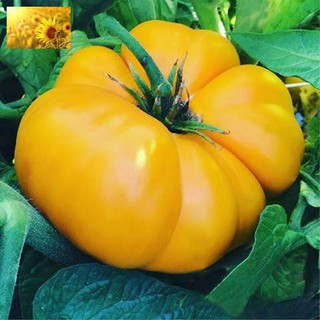 Hạt Giống Cà Chua Vàng Qủa To (30 Hạt)