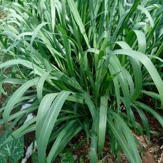 Hạt Giống Cỏ Sả lá lớn 100g