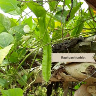 HẠT GIỐNG ĐẬU RỒNG CAO SẢN