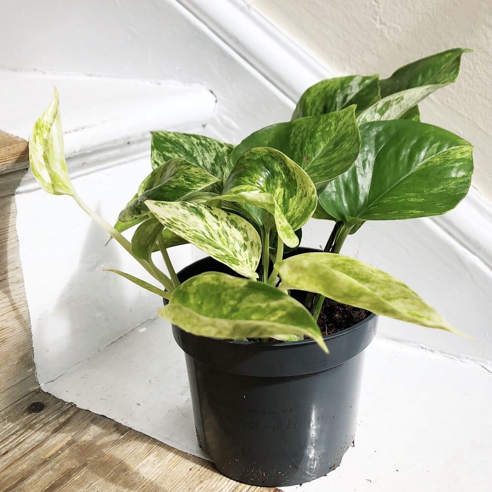 Cây giống Epipremnum aureum Marble Queen (Trầu Bà Cẩm Thạch) chậu nhựa