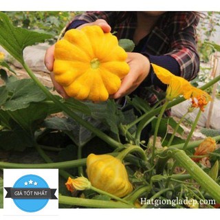 Hạt Giống Bí Đĩa Bay - 10 Hạt