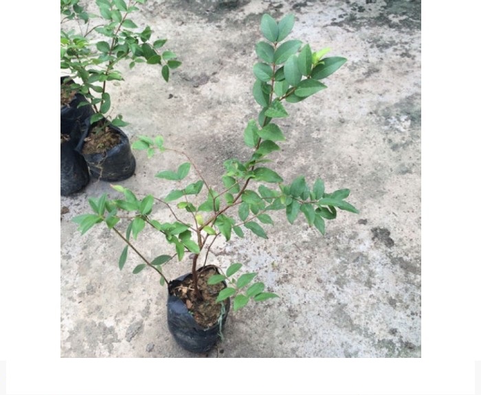 Cây NHO THÂN GỖ, cây giống chuẩn, siêu sai quả, 6-12 tháng cho quả