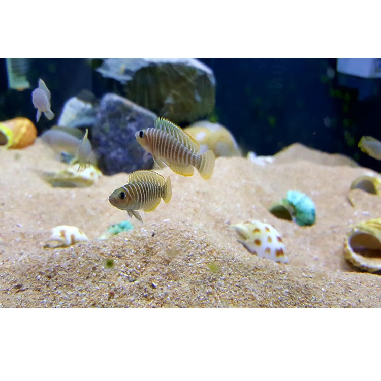 vỏ ốc trang trí