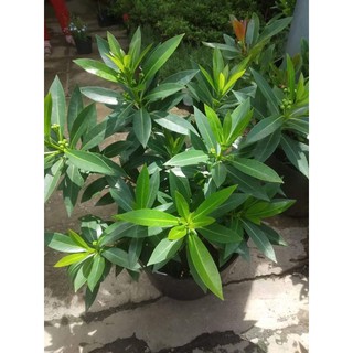 Cây mai thái.đang hoa và nụ(tặng kèm phân bón)