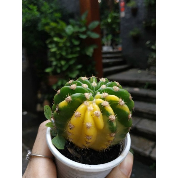 Xương rồng sen đá ECHINO LEM