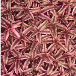 Dứa phụng mini, dứa hồng, dứa Nam Mỹ, cây bán cạn, Bromeliads, Cryptanthus Pink Star, dứa màu