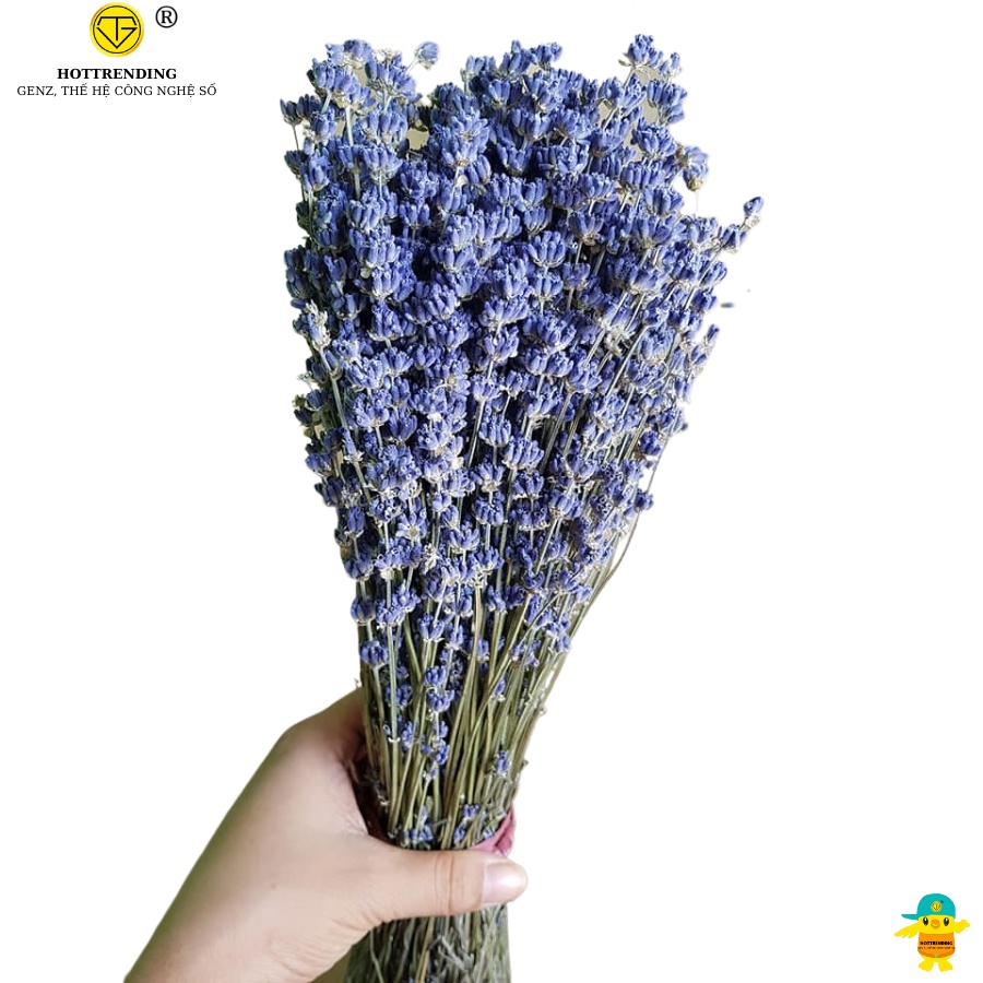 Bó hoa lavender - hoa oải hương khô