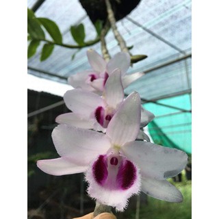 Phi Điệp Hòa Bình thân cực tím cốc giống