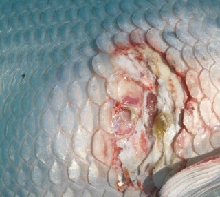 Duyệt khuẩn biokoi 200 gam