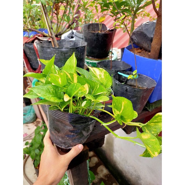 Cây trầu bà sữa