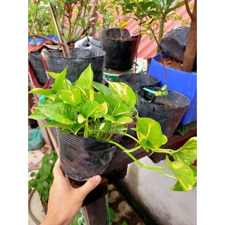 Cây trầu bà sữa và cây trầu bà leo cột