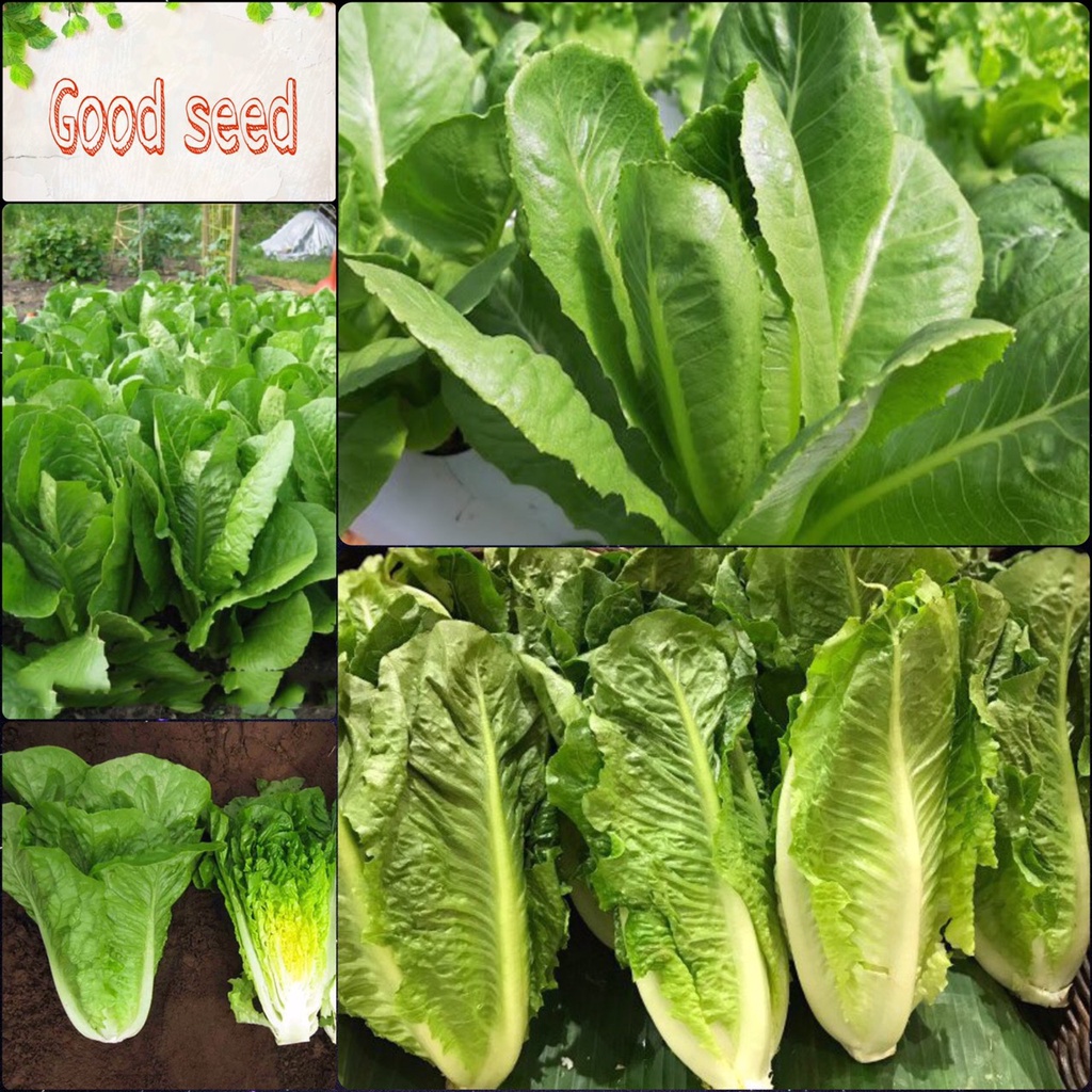 HẠT GIỐNG RAU XÀ LÁCH GIÒN Romaine GÓI 2GR HẠT